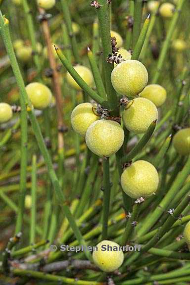 retanilla ephedra 3501b graphic